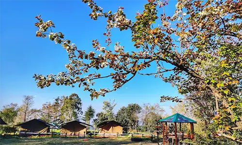 paragliding himachal